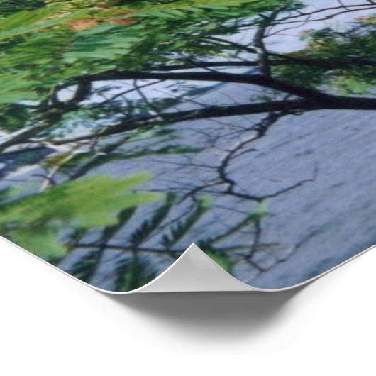 Mimosa-boom in Bloom Poster (Hoek)