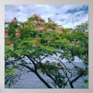Mimosa-boom in Bloom Poster