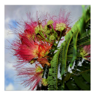 Mimosa Boom met Roze Bloemen Glanzende Poster