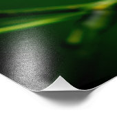 Mimosa boombloem foto afdruk (Hoek)