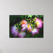 Mimosa boombloesems canvas afdruk (Voorkant)