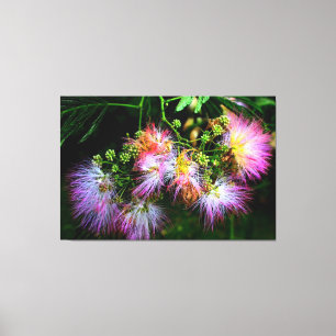 Mimosa boombloesems canvas afdruk