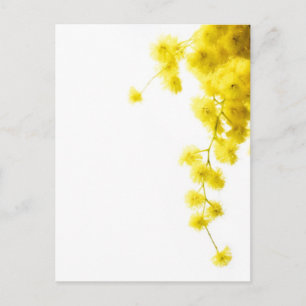 Mimosa Briefkaart