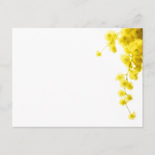 Mimosa Briefkaart (Voorkant)
