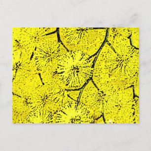 Mimosa Briefkaart