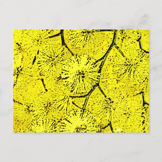 Mimosa Briefkaart (Voorkant)