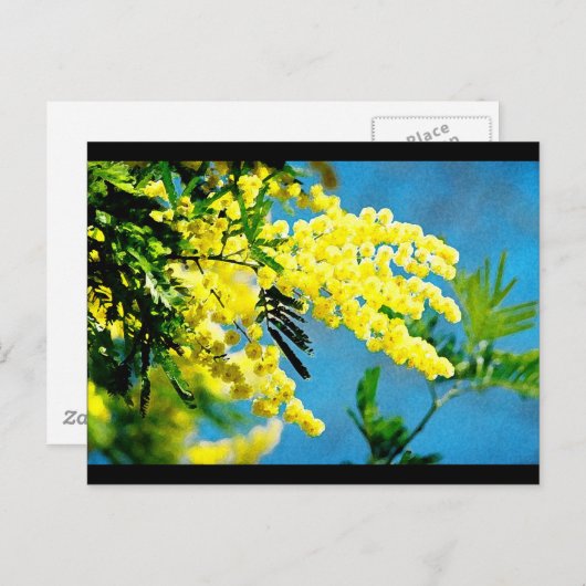 Mimosa de France Briefkaart (Voorkant / Achterkant)