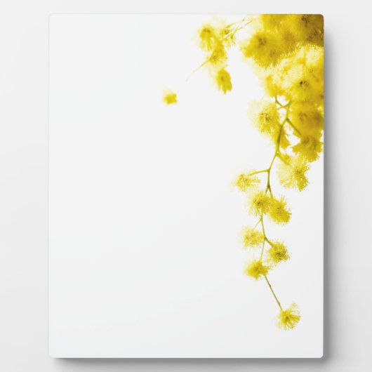 Mimosa Fotoplaat (Voorkant)