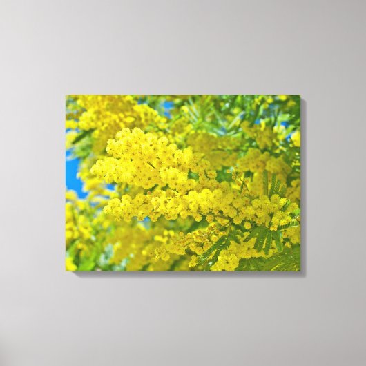 Mimosa Gele Bloem Bloemige Botanische Fotografie Canvas Afdruk (Voorkant)