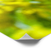 Mimosa Gele Bloem Bloemisterij Botanische Fotograf Poster (Hoek)