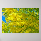 Mimosa Gele Bloem Bloemisterij Botanische Fotograf Poster (Voorkant)