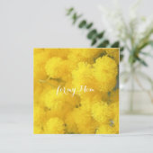 Mimosa. Gele lentesbloemen. (Staand voorkant)