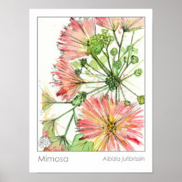 Mimosa Plant Roze Bloemen Medicinaal Kruid Poster