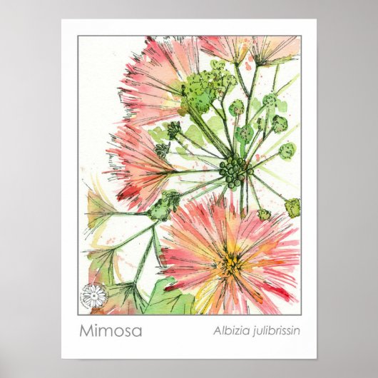 Mimosa Plant Roze Bloemen Medicinaal Kruid Poster (Voorkant)