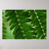 Mimosa Secrets Poster (Voorkant)