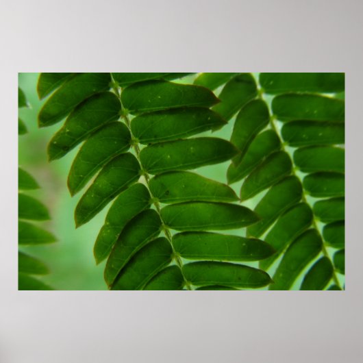 Mimosa Secrets Poster (Voorkant)