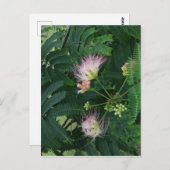 Mimosa Tree Blossom Briefkaart (Voorkant / Achterkant)