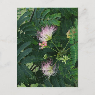 Mimosa Tree Blossom Briefkaart