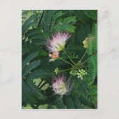 Mimosa Tree Blossom Briefkaart (Voorkant)