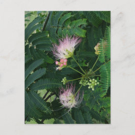 Mimosa Tree Blossom Briefkaart