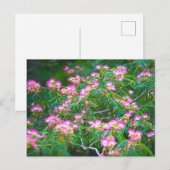 Mimosa Tree Briefkaart (Voorkant / Achterkant)