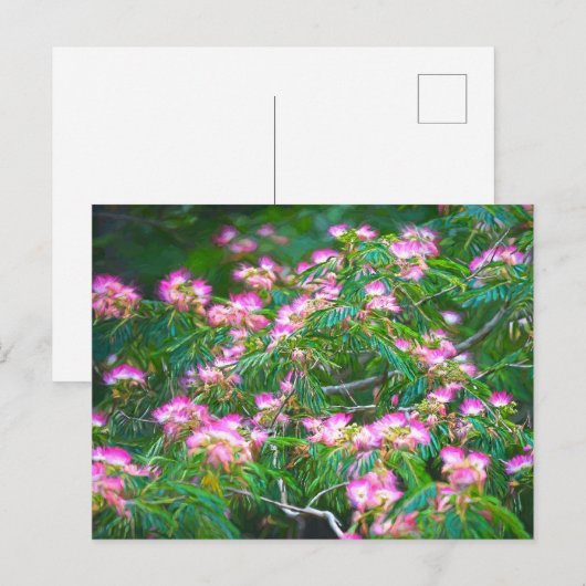 Mimosa Tree Briefkaart (Voorkant / Achterkant)