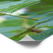 Mimosa Tree Flowers Poster (Hoek)