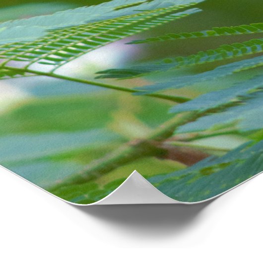 Mimosa Tree Flowers Poster (Hoek)