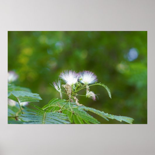 Mimosa Tree Flowers Poster (Voorkant)
