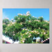 Mimosa Tree Poster (Voorkant)
