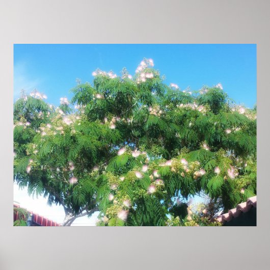 Mimosa Tree Poster (Voorkant)