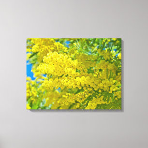 Mimosa Yellow Flower Floral Botanical Photography Canvas Afdruk