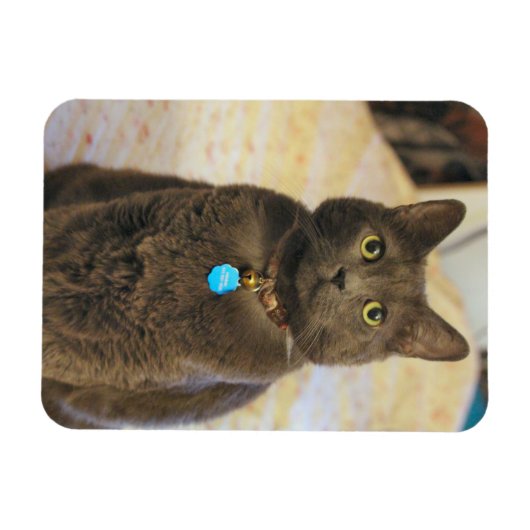 Mims Magneet (Horizontaal)