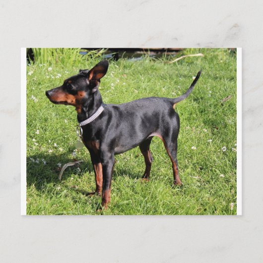 min. pin zwart en roest vol briefkaart (Voorkant)