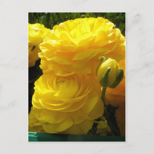 Min Yellow Briefkaart (Voorkant)