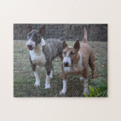 Minature Bull Terriers Legpuzzel (Horizontaal)