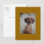 Minature Dachshund Briefkaart (Voorkant / Achterkant)