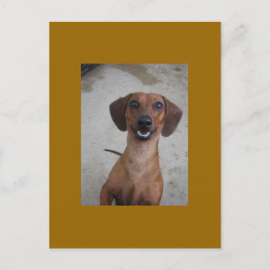 Minature Dachshund Briefkaart
