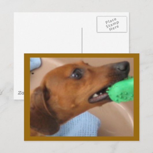 Minature Dachshund Briefkaart (Voorkant / Achterkant)