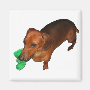 Minature Dachshund Magneet