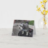 Minature Schnauzer BIKER Kaart (Gele Bloem)