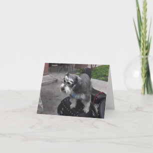 Minature Schnauzer BIKER Kaart