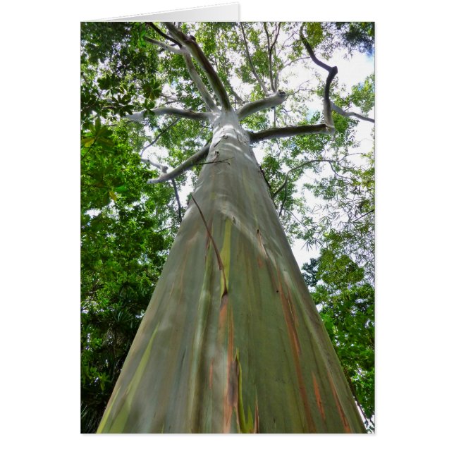 Mindanao Gum Tree (Voorkant)