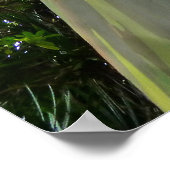 Mindanao Gum Tree Poster (Hoek)