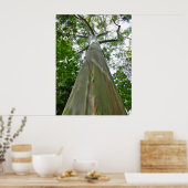 Mindanao Gum Tree Poster (Keuken)