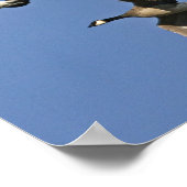 Minder Canadese ganzen tijdens de vlucht Poster (Hoek)