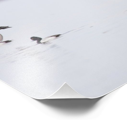 Minder staart Eenden op de baai Foto Afdruk (Hoek)