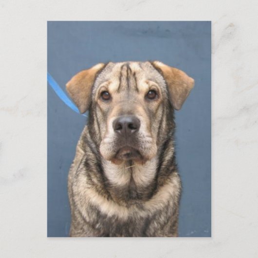 Mindy Briefkaart (Voorkant)