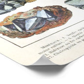  mineralen Rocks Geology Poster (Hoek)