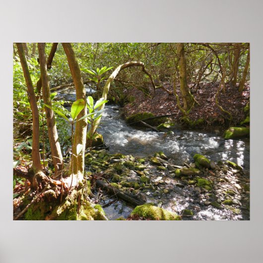 Mingus Creek in de Smoky Mountains Poster (Voorkant)